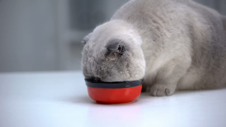 Will cats overeat?
