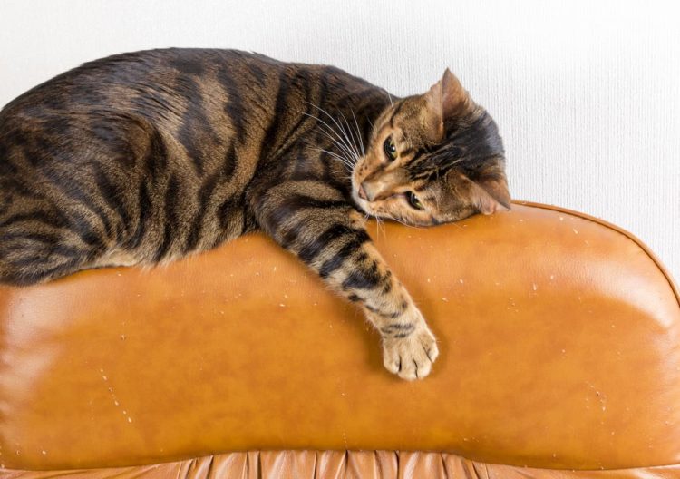 Will cats scratch leather?