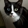 Can black cats have heterochromia?