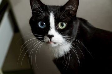 Can black cats have heterochromia?