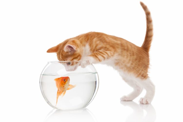 Can cats drink fish tank water?