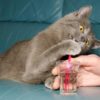 Can cats drink through straws?