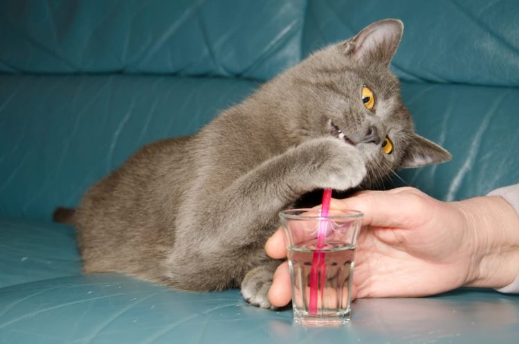 Can cats drink through straws?