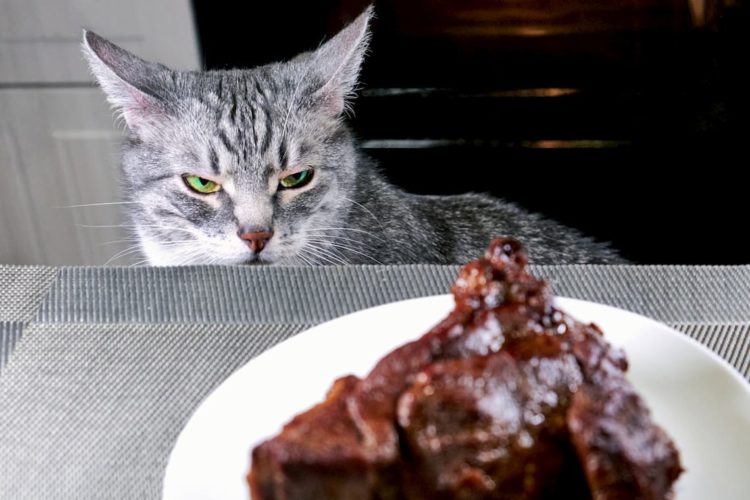 Can cats eat adobo?