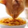 Can cats eat corn flakes?