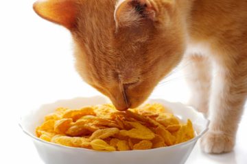 Can cats eat corn flakes?