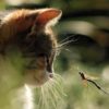 Can cats eat dragonflies?