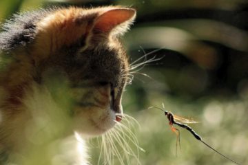 Can cats eat dragonflies?