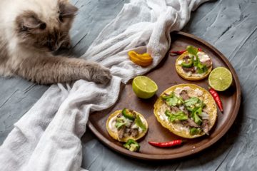 Can cats eat fajitas?