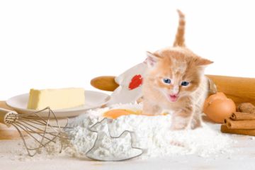 Can cats eat farina?