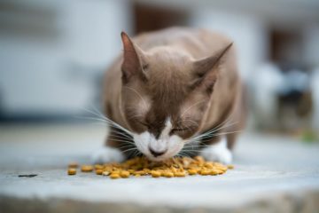 Can cats eat farro?