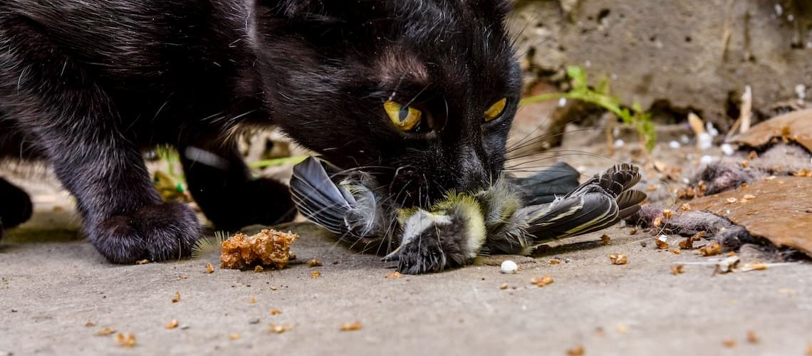 Can cats eat feathers?
