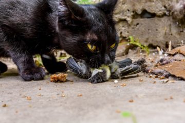 Can cats eat feathers?