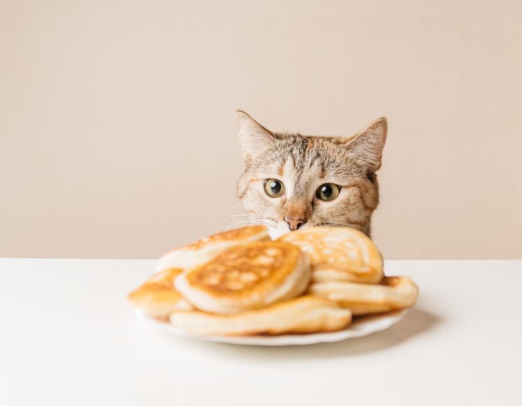 Can cats eat flapjacks?