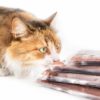 Can cats eat freeze dried food?