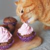 Can cats eat frosting?