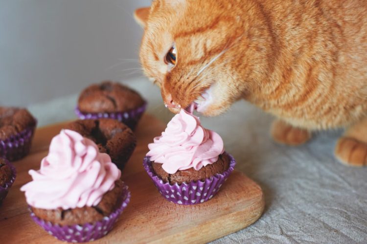 Can cats eat frosting?
