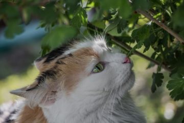 Can cats eat gooseberries?