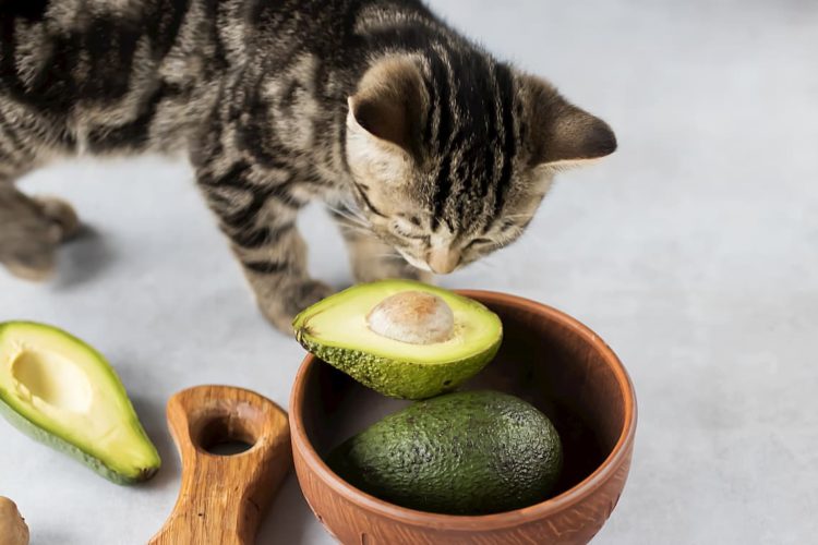 Can cats eat guacamole?