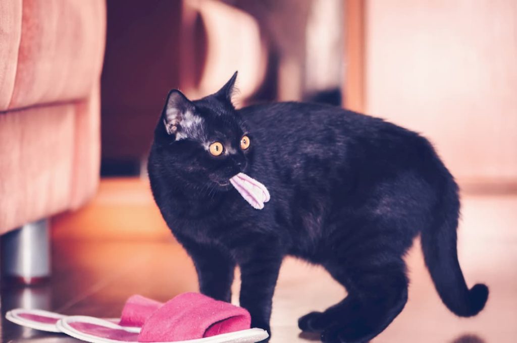 Can Cats Play With Hair Ties