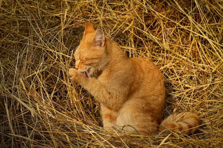 Can cats eat hay?