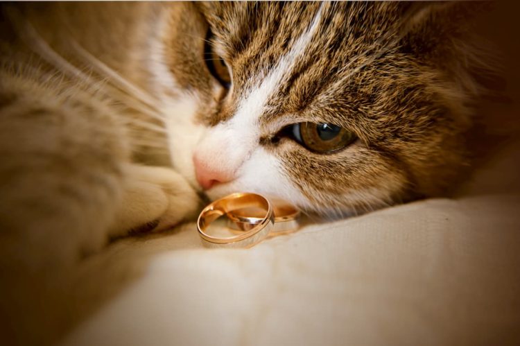 Do cats eat jewelry?