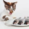 Can cats eat kippers?