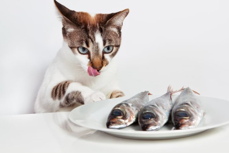 Can cats eat kippers?
