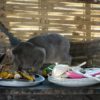 Can cats eat leftovers?