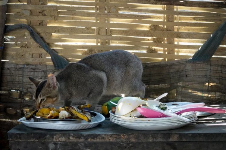 Can cats eat leftovers?