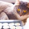 Can cats eat nori?