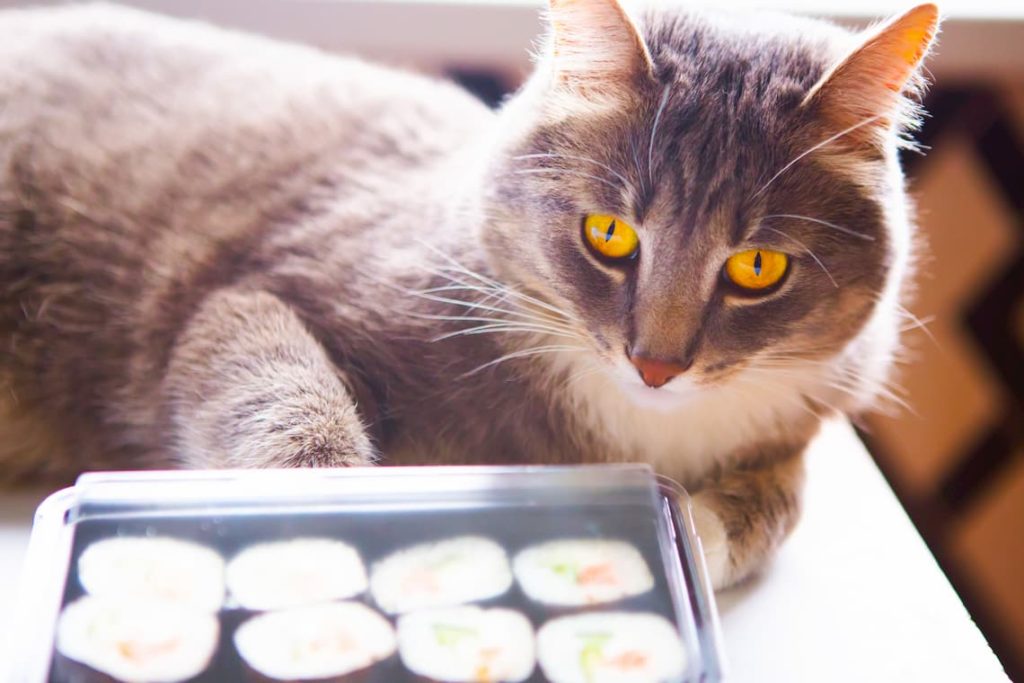 Can Cats Eat Nori PollyPets