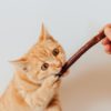 Can cats eat slim jims?