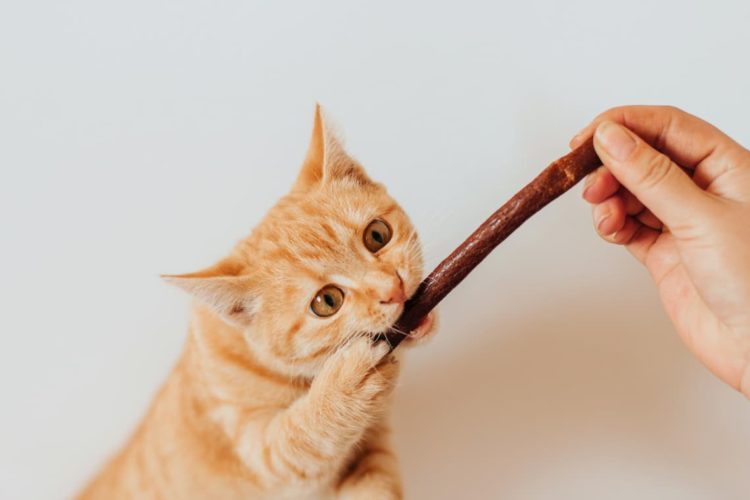 Can cats eat slim jims?