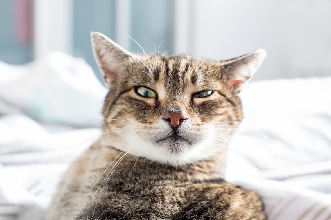 Why Does My Cat Have A Black Spot On The Roof Of His Mouth