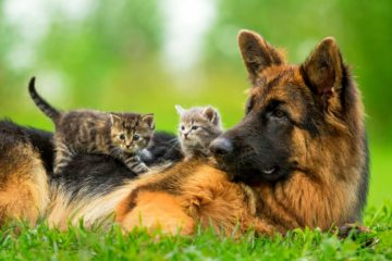 Do German Shepherds get along with cats?