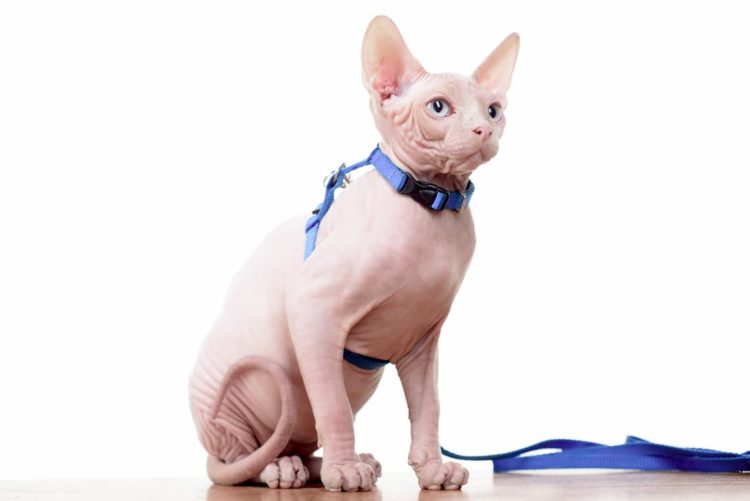 Can Sphynx cats wear collars?