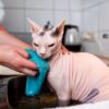 How to bathe a Sphynx cat?